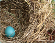 Image of nest