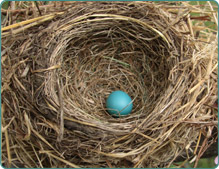 Image of nest